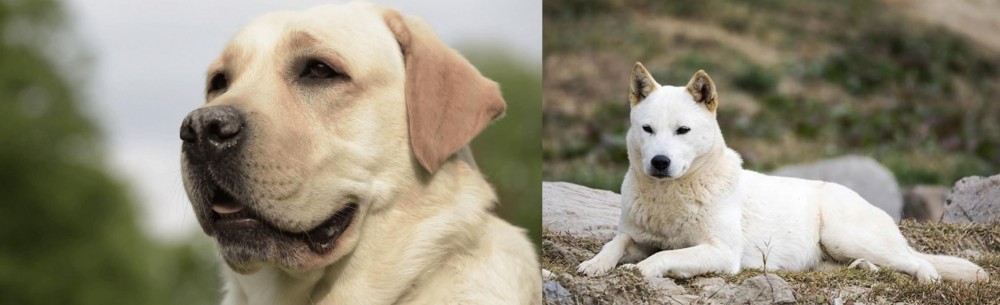 Jindo vs Labrador Retriever - Breed Comparison