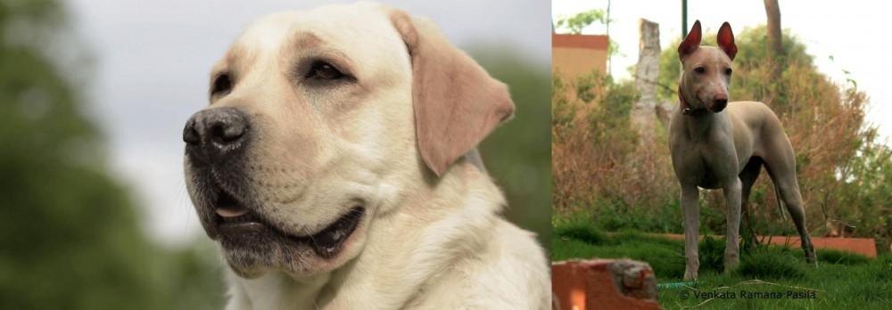 Jonangi vs Labrador Retriever - Breed Comparison