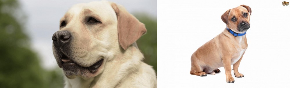 Jug vs Labrador Retriever - Breed Comparison