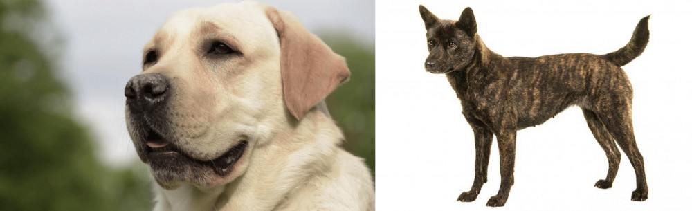 Kai Ken vs Labrador Retriever - Breed Comparison