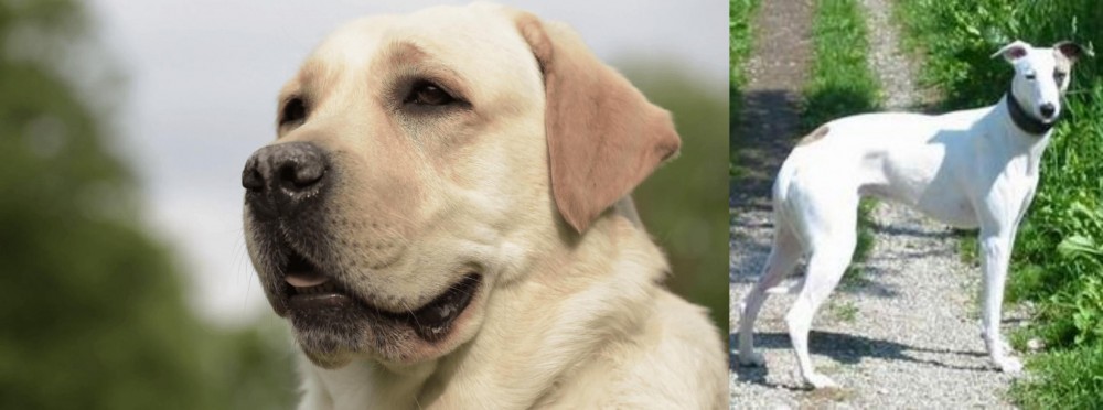 Kaikadi vs Labrador Retriever - Breed Comparison