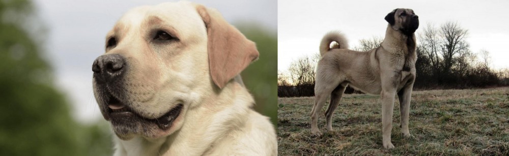 Kangal Dog vs Labrador Retriever - Breed Comparison