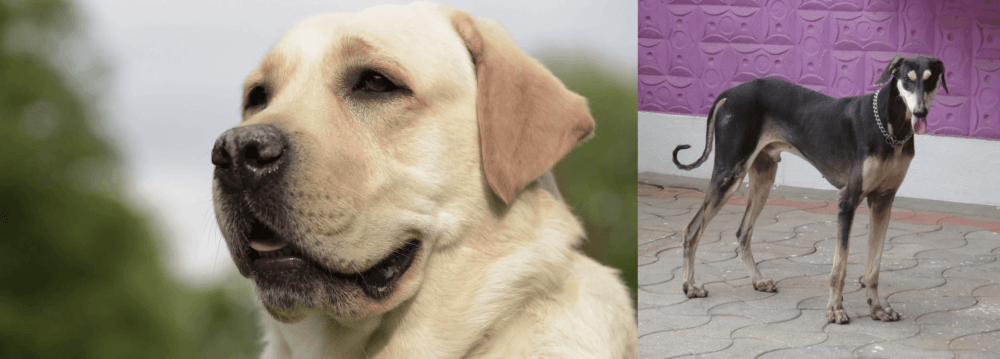 Kanni vs Labrador Retriever - Breed Comparison