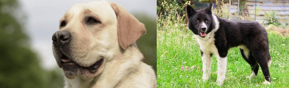 Karelian Bear Dog vs Labrador Retriever - Breed Comparison