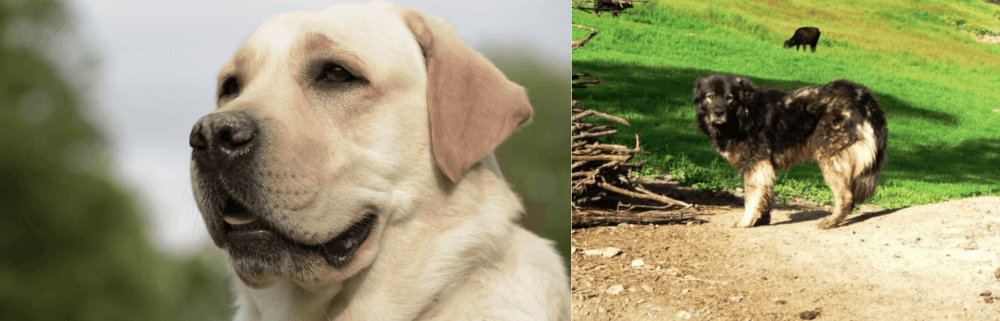 Kars Dog vs Labrador Retriever - Breed Comparison