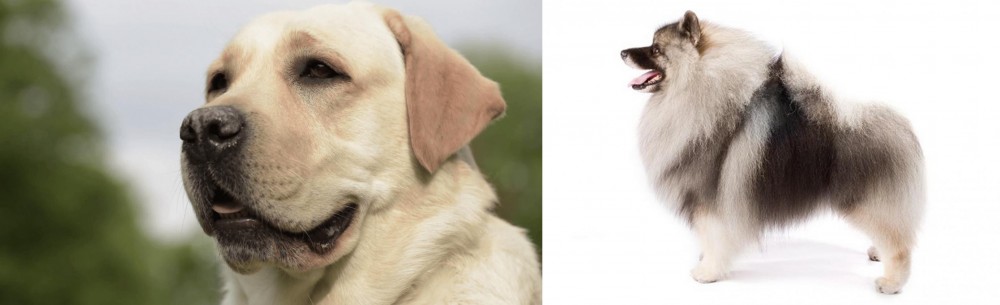 Keeshond vs Labrador Retriever - Breed Comparison