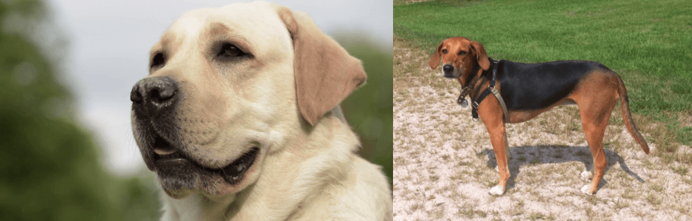 Kerry Beagle vs Labrador Retriever - Breed Comparison