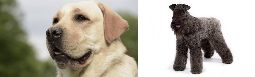 Kerry Blue Terrier vs Labrador Retriever - Breed Comparison