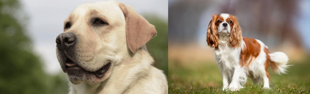 King Charles Spaniel vs Labrador Retriever - Breed Comparison
