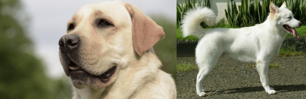 Kintamani vs Labrador Retriever - Breed Comparison