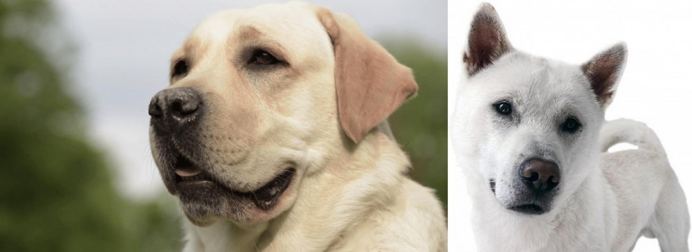 Kishu vs Labrador Retriever - Breed Comparison
