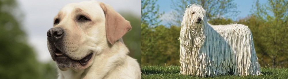 Komondor vs Labrador Retriever - Breed Comparison