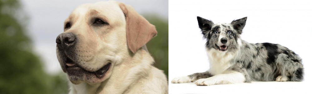 Koolie vs Labrador Retriever - Breed Comparison