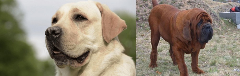 Korean Mastiff vs Labrador Retriever - Breed Comparison