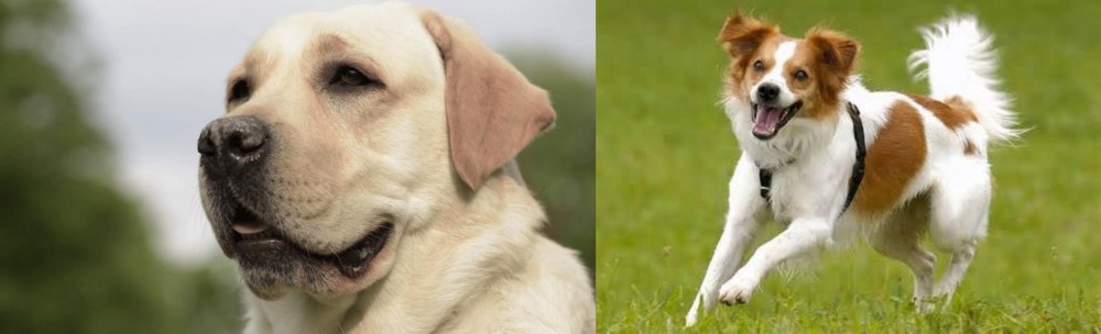 Kromfohrlander vs Labrador Retriever - Breed Comparison