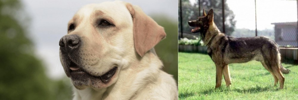 Kunming Dog vs Labrador Retriever - Breed Comparison