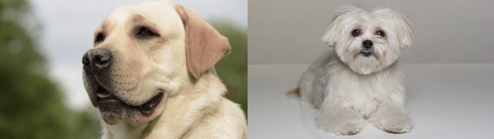 Kyi-Leo vs Labrador Retriever - Breed Comparison