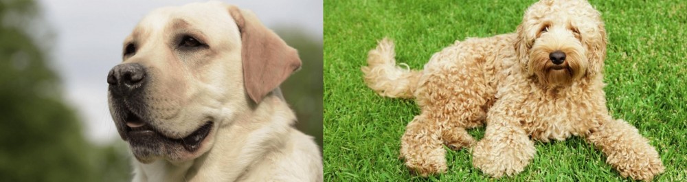 Labradoodle vs Labrador Retriever - Breed Comparison