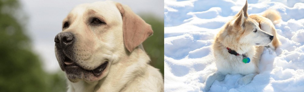 Labrador Husky vs Labrador Retriever - Breed Comparison