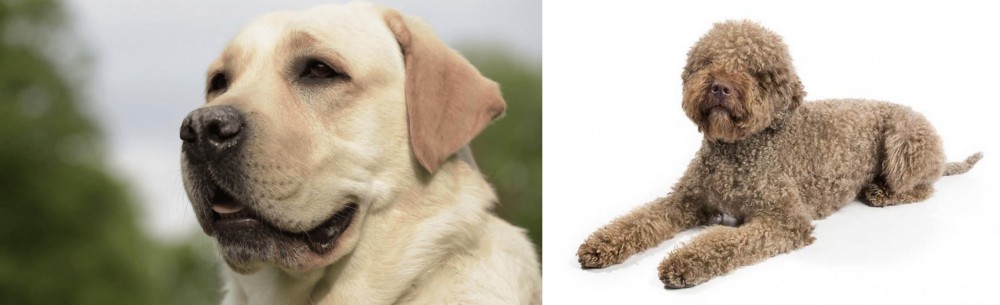 Lagotto Romagnolo vs Labrador Retriever - Breed Comparison