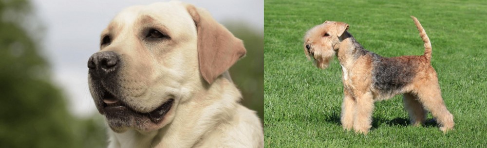 Lakeland Terrier vs Labrador Retriever - Breed Comparison