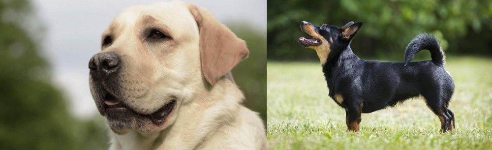 Lancashire Heeler vs Labrador Retriever - Breed Comparison