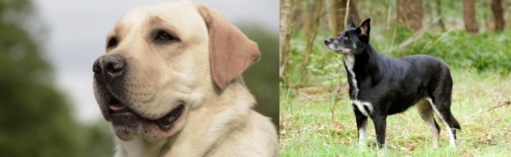 Lapponian Herder vs Labrador Retriever - Breed Comparison