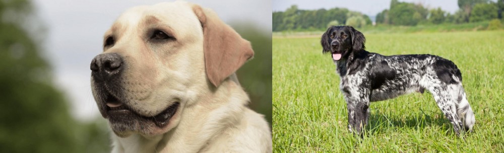 Large Munsterlander vs Labrador Retriever - Breed Comparison