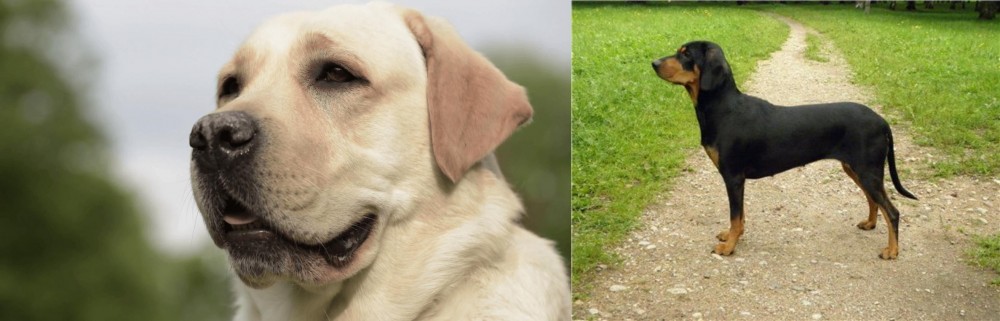 Latvian Hound vs Labrador Retriever - Breed Comparison