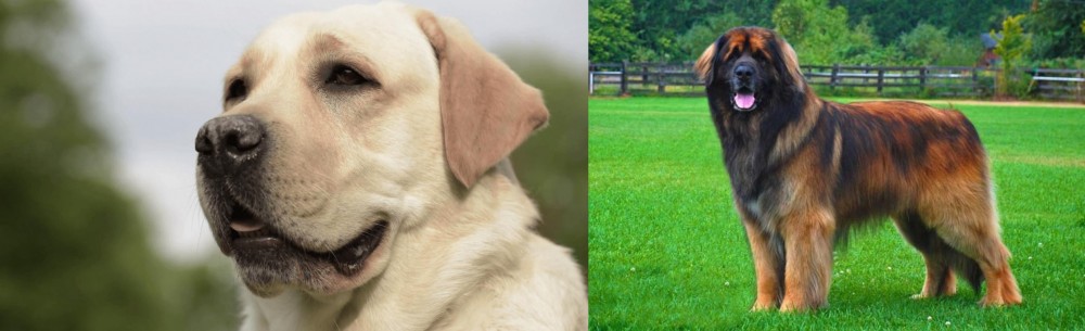 Leonberger vs Labrador Retriever - Breed Comparison