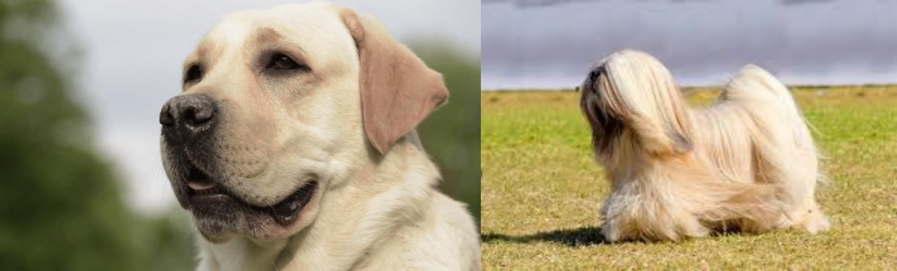 Lhasa Apso vs Labrador Retriever - Breed Comparison