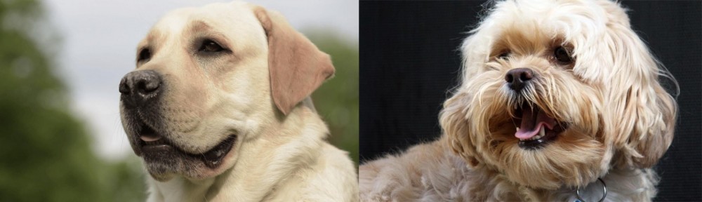 Lhasapoo vs Labrador Retriever - Breed Comparison