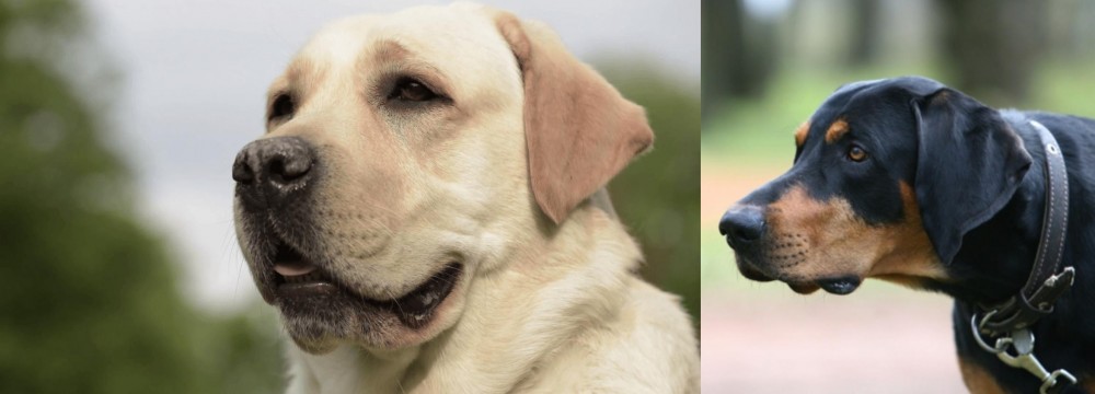 Lithuanian Hound vs Labrador Retriever - Breed Comparison