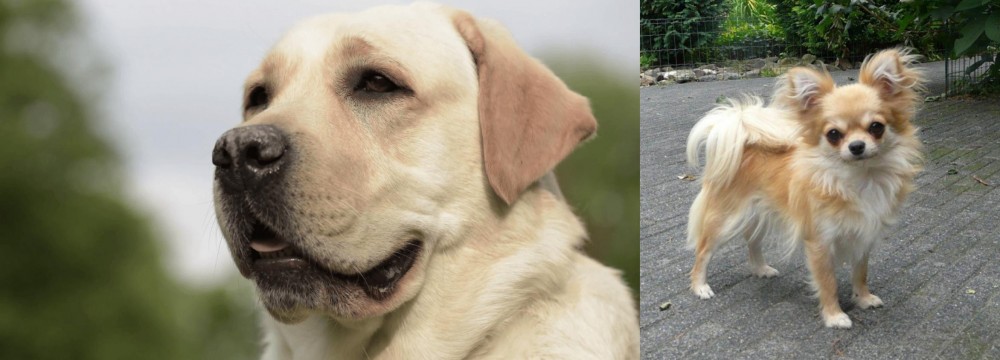 Long Haired Chihuahua vs Labrador Retriever - Breed Comparison