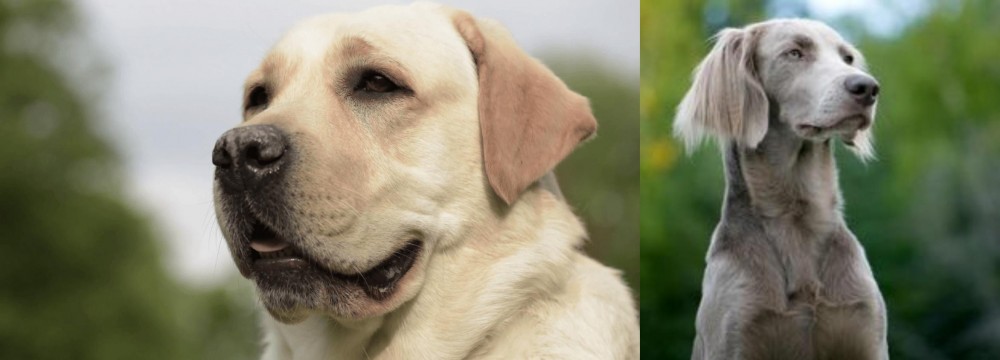 Longhaired Weimaraner vs Labrador Retriever - Breed Comparison