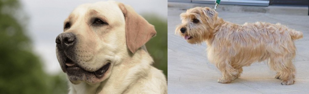 Lucas Terrier vs Labrador Retriever - Breed Comparison