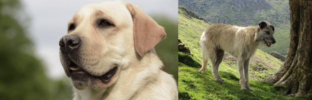 Lurcher vs Labrador Retriever - Breed Comparison