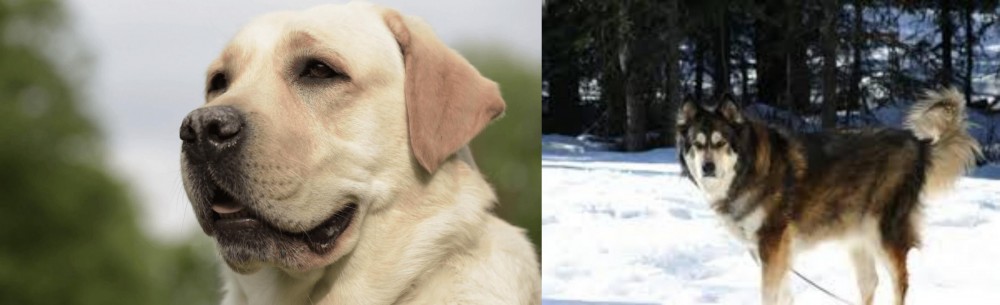Mackenzie River Husky vs Labrador Retriever - Breed Comparison