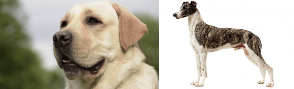 Magyar Agar vs Labrador Retriever - Breed Comparison