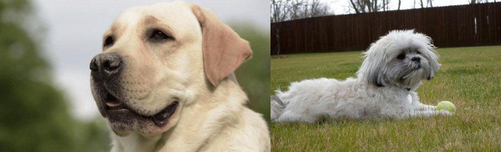Mal-Shi vs Labrador Retriever - Breed Comparison