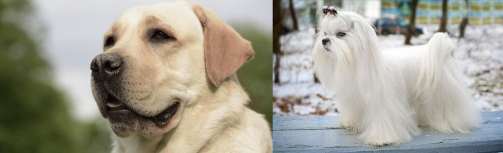 Maltese vs Labrador Retriever - Breed Comparison