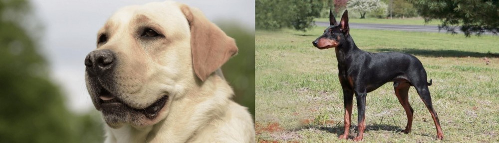 Manchester Terrier vs Labrador Retriever - Breed Comparison