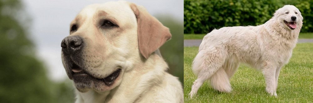 Maremma Sheepdog vs Labrador Retriever - Breed Comparison
