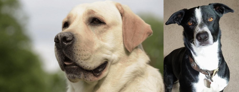 McNab vs Labrador Retriever - Breed Comparison