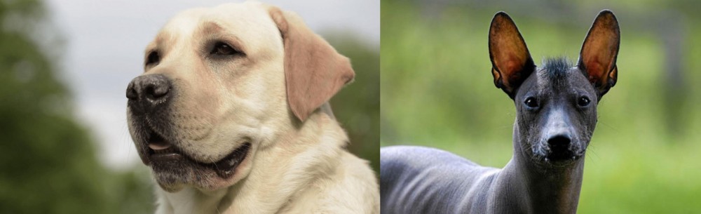 Mexican Hairless vs Labrador Retriever - Breed Comparison
