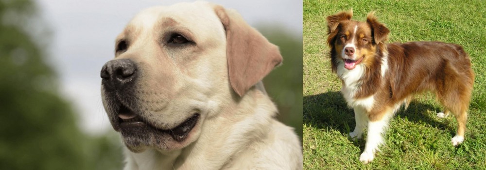 Miniature Australian Shepherd vs Labrador Retriever - Breed Comparison