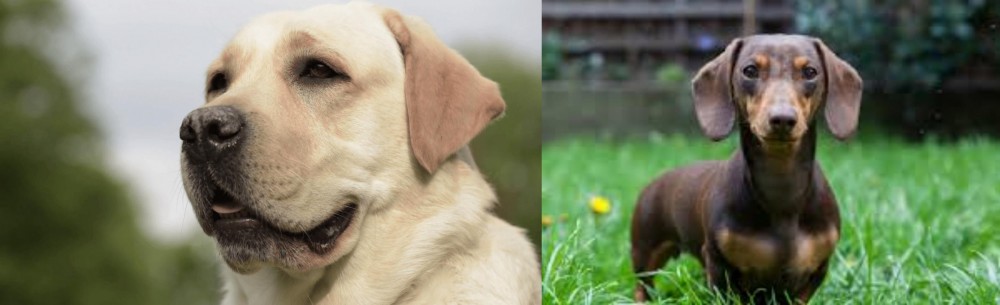 Miniature Dachshund vs Labrador Retriever - Breed Comparison