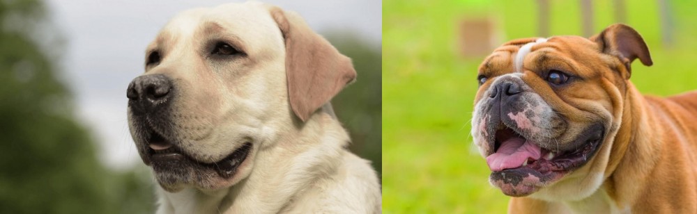 Miniature English Bulldog vs Labrador Retriever - Breed Comparison