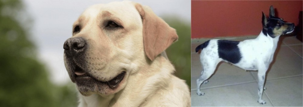 Miniature Fox Terrier vs Labrador Retriever - Breed Comparison
