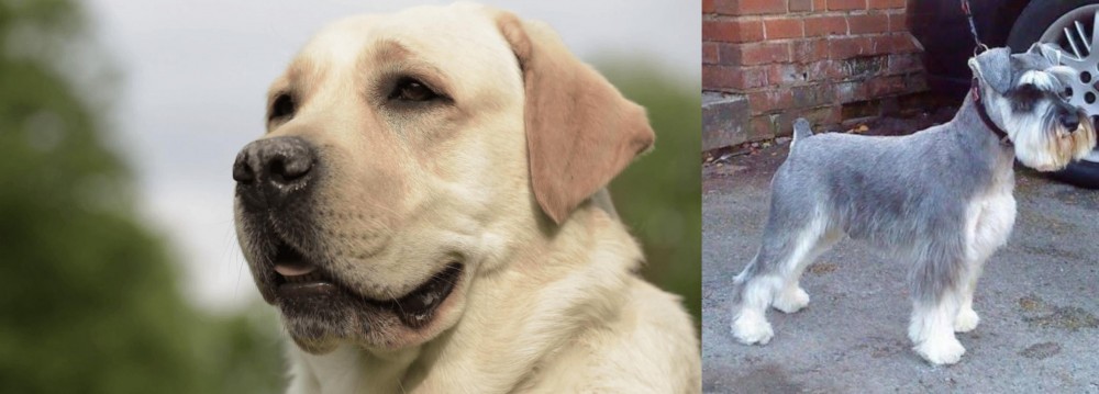 Miniature Schnauzer vs Labrador Retriever - Breed Comparison